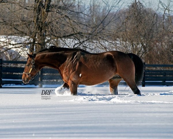 stallion Big Brown xx (Thoroughbred, 2005, from Boundary xx)