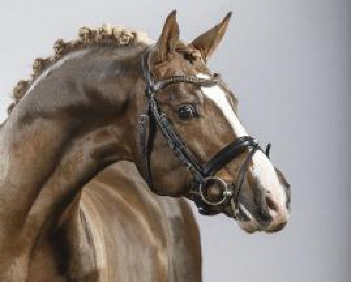 stallion Dreidimensional AT NRW (German Riding Pony, 2009, from Dance Star AT NRW)