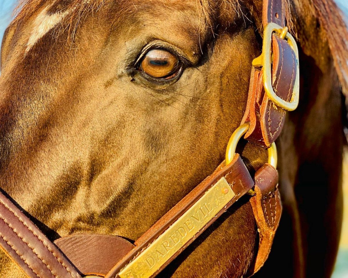 stallion Daredevil xx (Thoroughbred, 2012, from More Than Ready xx)