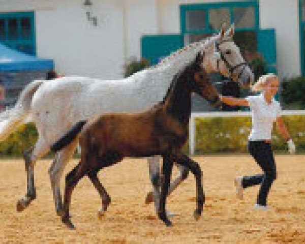 broodmare Quentina (Holsteiner, 2001, from Quinar)