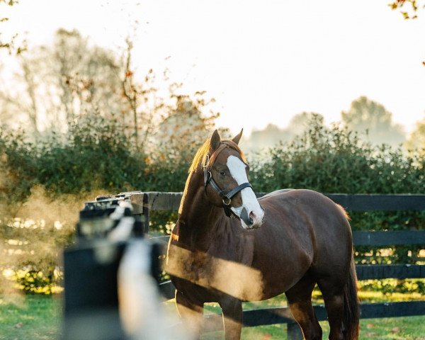 stallion Free Drop Billy xx (Thoroughbred, 2015, from Union Rags xx)