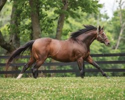 stallion Brody's Cause xx (Thoroughbred, 2013, from Giant's Causeway xx)