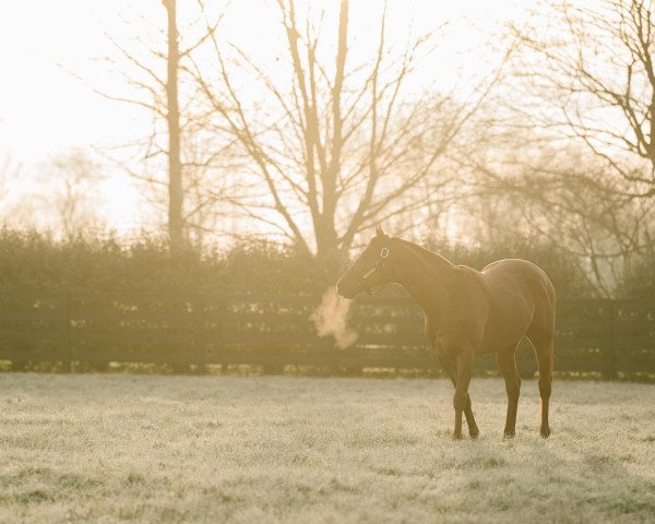 stallion Vekoma xx (Thoroughbred, 2016, from Candy Ride xx)