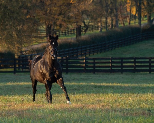 stallion Coal Front xx (Thoroughbred, 2014, from Stay Thirsty xx)