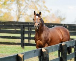 stallion Goldencents xx (Thoroughbred, 2010, from Into Mischief xx)