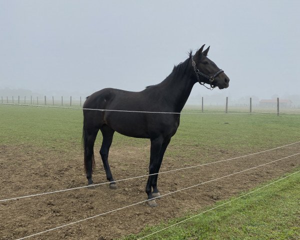 broodmare Reina (Noble Warmblood, 2015, from LL-Farolero 1)