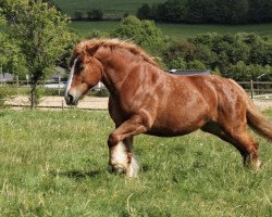 broodmare Helena (Rhenish-German Cold-Blood, 2011, from Hartmut)