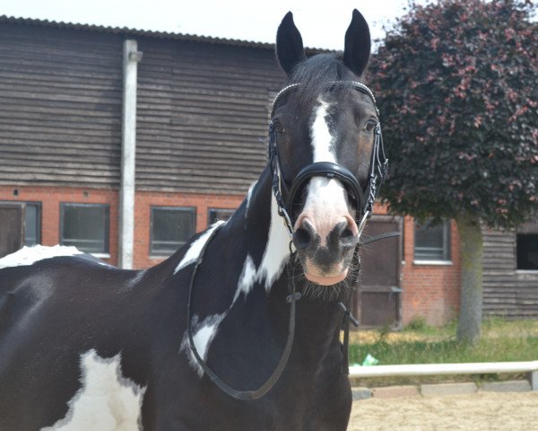 horse Belzebub (Pinto / Small Riding Horse, 2006, from BBC)