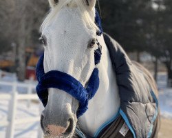 horse Classic Girl 13 (Westphalian, 2000, from Classic Man)