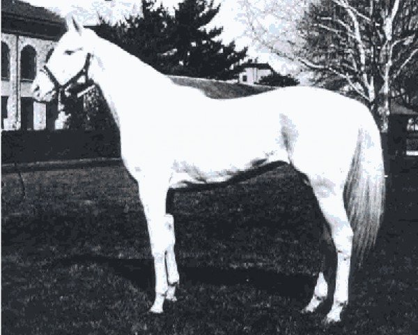 broodmare White Beauty xx (Thoroughbred, 1963, from Ky Colonel xx)