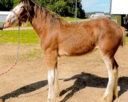 horse Still Brooks R & M Scotish Tinker (Clydesdale, 2014, from Northumberland Topsman)