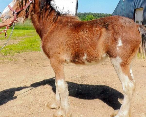 horse Still Brooks R & M Elite (Clydesdale, 2014, from Northumberland Topsman)