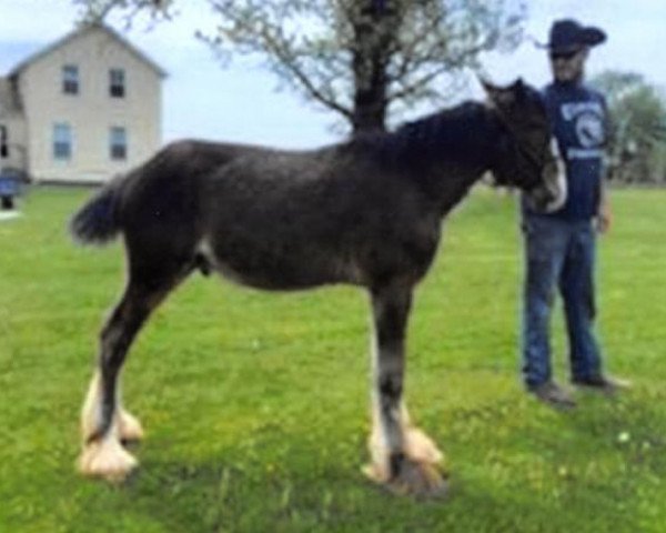 Pferd Still Brooks Mack (Clydesdale, 2019, von Northumberland Topsman)