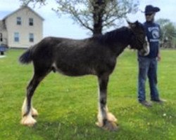 horse Still Brooks Mack (Clydesdale, 2019, from Northumberland Topsman)