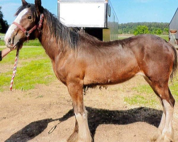 Zuchtstute Still Brooks R & M Turn The Page (Clydesdale, 2014, von GSL Sensation's Commander)