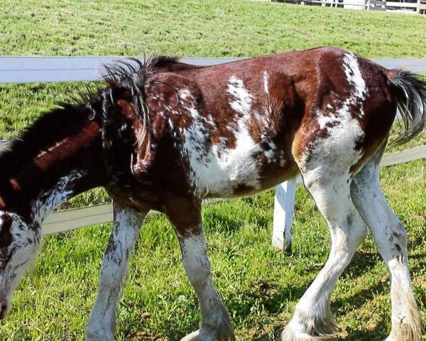 Pferd Still Brooks R&M Greta Garbo (Clydesdale, 2013, von GSL Sensation's Commander)