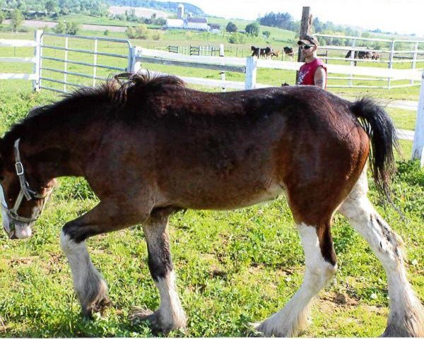 Pferd Still Brooks R&M Willow (Clydesdale, 2013, von GSL Sensation's Commander)