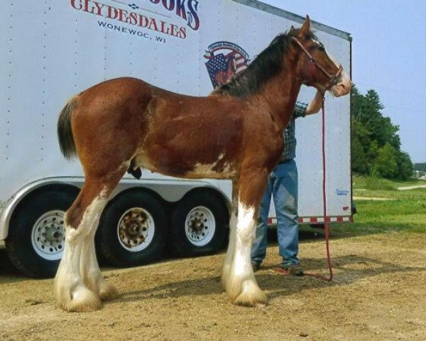 Pferd Stillbrooks Fred (Clydesdale, 2018, von Northumberland Topsman)