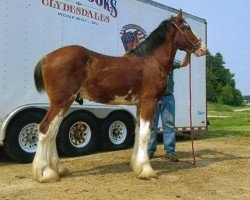 horse Stillbrooks Fred (Clydesdale, 2018, from Northumberland Topsman)