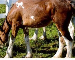 broodmare Still Brooks R&M Monarch (Clydesdale, 2013, from GSL Sensation's Commander)