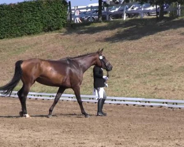 Dressur- und Springturnier Vlotho-Exter 2014