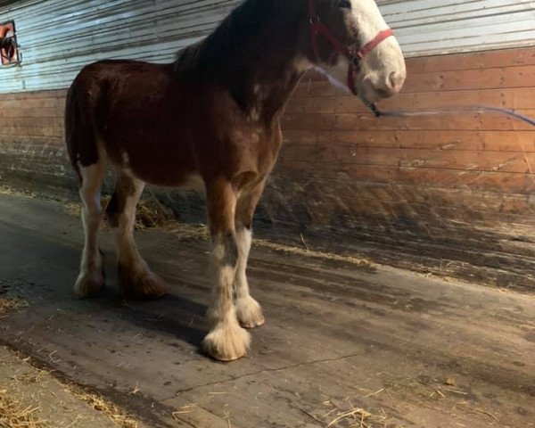 stallion Gor-Dey Odin (Clydesdale, 2018, from Maple Stone Dufferin)