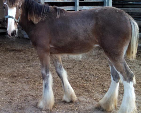 Zuchtstute Valentine's Norma Jean (Clydesdale, 2014, von Maple Stone Royal Benedictine)