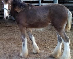 broodmare Valentine's Norma Jean (Clydesdale, 2014, from Maple Stone Royal Benedictine)