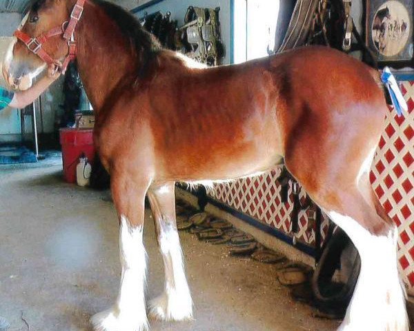 Deckhengst Still Brooks Cherokee (Clydesdale, 2016, von Jonesway Lochlyn)