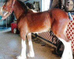 stallion Still Brooks Cherokee (Clydesdale, 2016, from Jonesway Lochlyn)