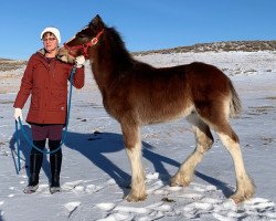 Pferd EZ Rocker Normandy (Clydesdale, 2020, von Still Brooks Cherokee)