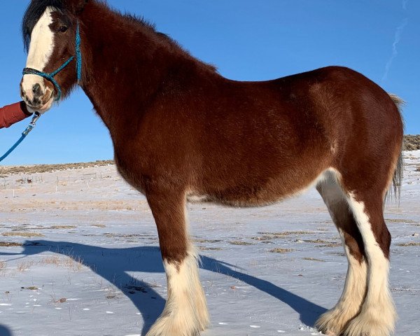 Zuchtstute Belleau W.S. Miss Mindy (Clydesdale, 2015, von Gregglea Azar's Prospect)