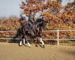 dressage horse Daria 138 (Hanoverian, 2015, from Don Frederico)