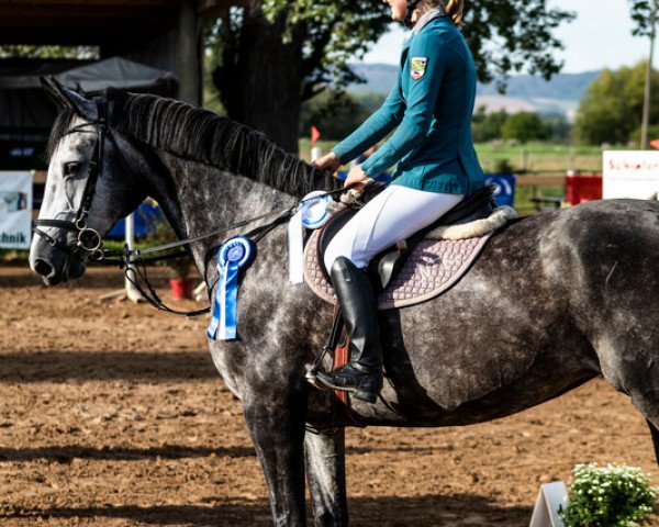 jumper Donauelfe (German Sport Horse, 2014, from Discar)