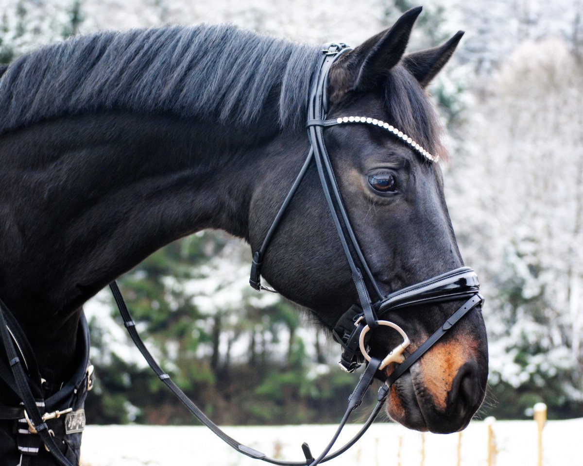 dressage horse Feinstaub (Oldenburg, 2010, from Fürst Romancier)