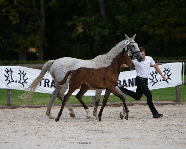 broodmare Hippo's Dascha (Trakehner, 2009, from Perechlest)