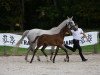 broodmare Hippo's Dascha (Trakehner, 2009, from Perechlest)