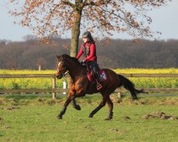 Springpferd Kampino 13 (Deutsches Reitpony, 2008, von Kaiser Konrad)