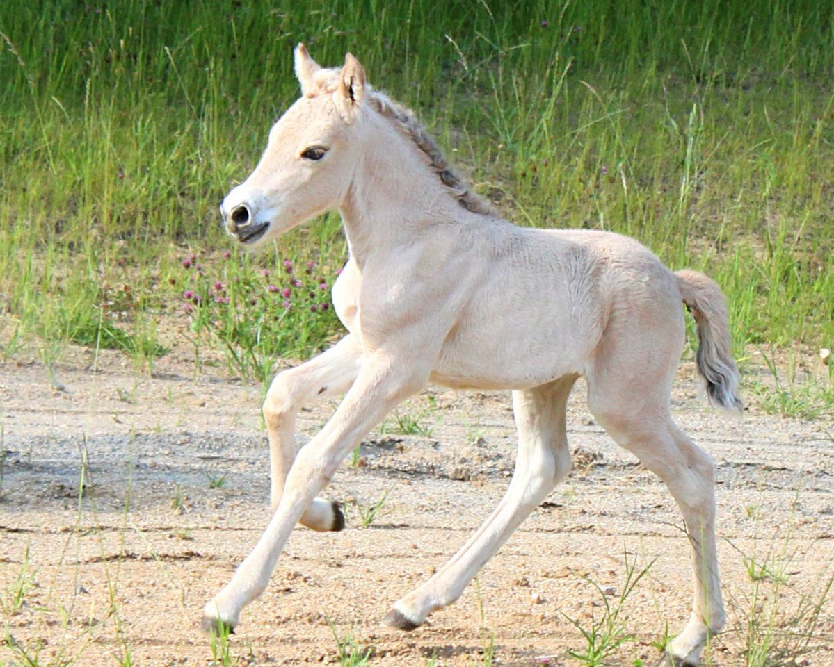 horse Hei Solvina (Fjord Horse, 2015, from Kjartan)