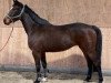 broodmare Millennia 6 (Holsteiner, 2017, from Million Dollar)