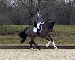 dressage horse Fabbiano 4 (Hanoverian, 2010, from Fabriano)