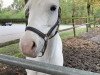 dressage horse Glan Beg Rocky (Connemara Pony, 2009)