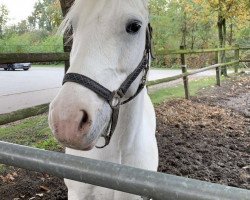 dressage horse Glan Beg Rocky (Connemara Pony, 2009)