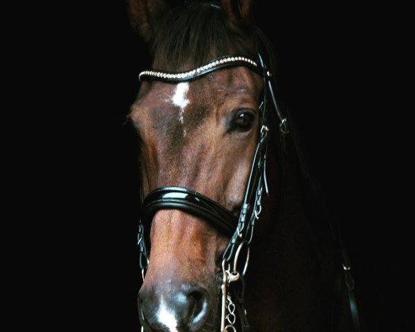 Dressurpferd Enrico SR (Koninklijk Warmbloed Paardenstamboek Nederland (KWPN), 2009, von San Remo)