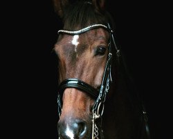 Dressurpferd Enrico SR (KWPN (Niederländisches Warmblut), 2009, von San Remo)