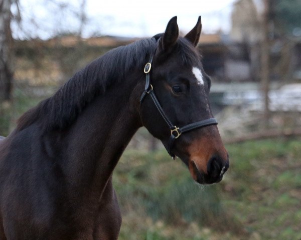 Zuchtstute Top Girl (Hannoveraner, 2013, von Totilas)