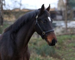 broodmare Top Girl (Hanoverian, 2013, from Totilas)