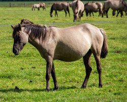 stallion Kelgerbaux (Soviet Heavy Draft, 2011, from Hann.-Vater)