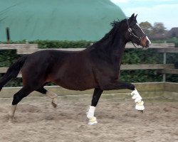 Zuchtstute Feine Donna (Oldenburger, 2008, von Blue Hors Leredo)