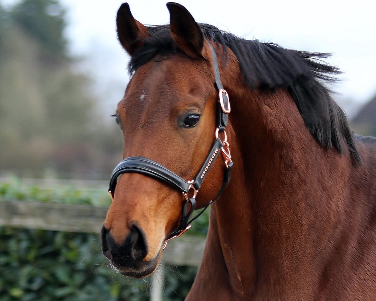 broodmare Frieda (Hanoverian, 2011, from Fürstenball)